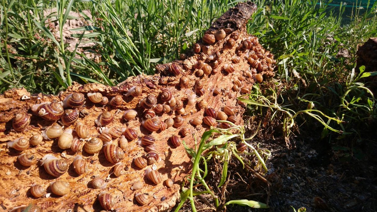 QualityMade_eu's tweet photo. 🇮🇹 Con Quality made per “Esperienza di degustazione con le lumache” da Lumaca: un momento privilegiato di condivisione e scoperta del mondo agricolo e delle tradizioni locali corse.

🔗 https://t.co/v8qdyBCDsc

#qualitymade #traveldifferent https://t.co/dvn2GN6pms