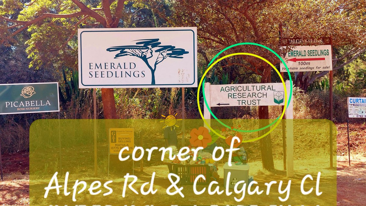 #DSAAlbinismAwarenessWalk
11h, Sunday, 3th June

📍 Agricultural Research Trust (ART) Farm
maps.app.goo.gl/6FDUt25JcpW5V6…

🌾🌿 Plenty of space for parking. The walking route is beautiful with agricultural crops along the way. Huhe, protected, shade kids' corner. Fun games are waiting!