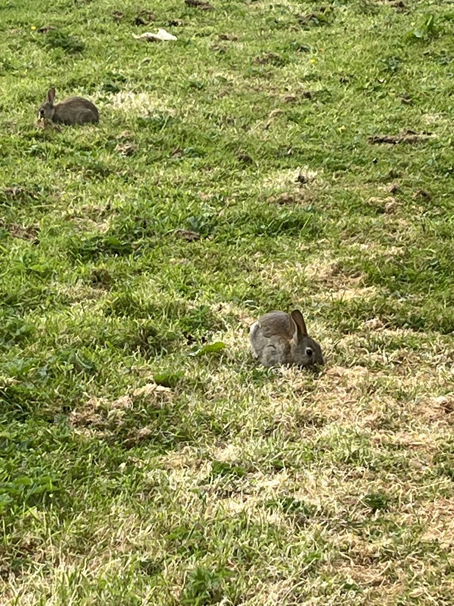 Ok I did a run this morning taking in Porterstown park (near Clonsilla and Castleknock) and I saw about 25 rabbits in total and today’s a whole lot better already 😍🐇🐰