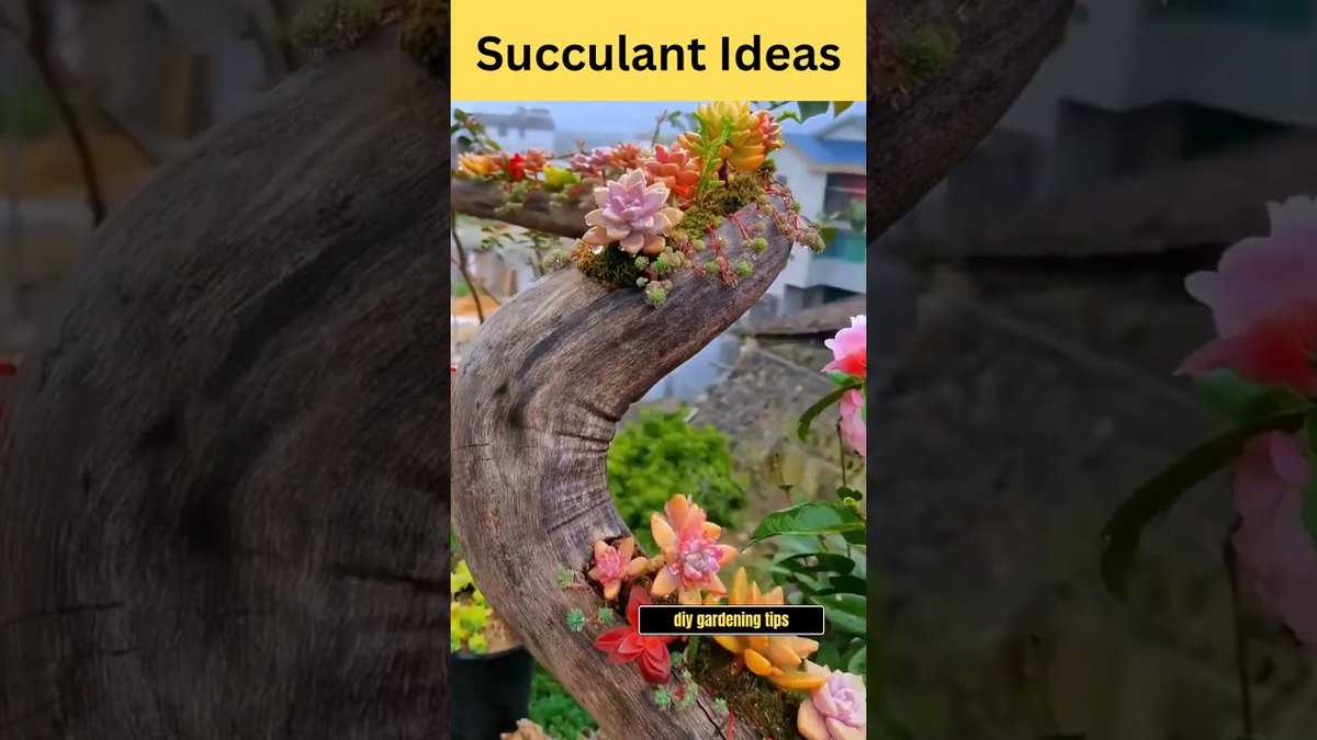 DIY Succulant Ideas #shorts ##ShortsFeed ...
 
#DiyGarden #DiySucculentIdeas #GardenTips #GardenerTips
 
allforgardening.com/496025/diy-suc…