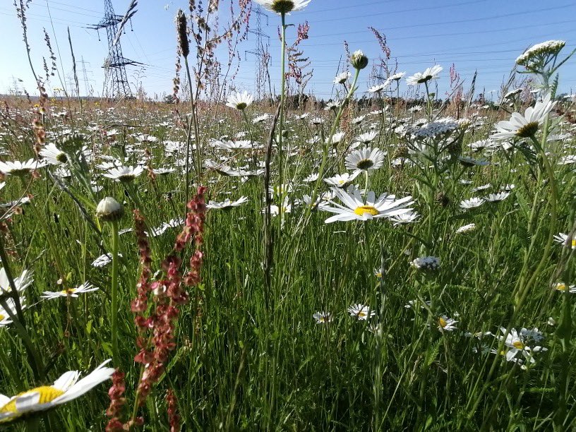 #Artenreiche #Wiesen und #Weiden stehen gerade in voller #Blüte und sind ein schönes Beispiel, was #Landwirtschaft und #Naturschutz zusammen erreichen können. #Vertragsnaturschutz #Grünland #Beweidung #Ausgleichsmaßnahmen #Insekten #Kooperation