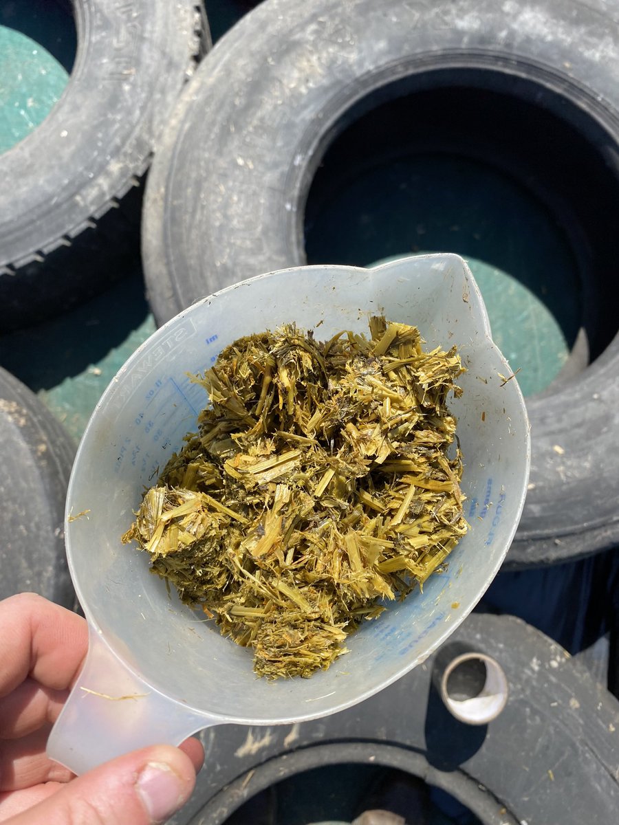 AgrikingLtd's tweet image. Red clover silage, ensiled the 20th of May, cored and sampled 7 days after - fermentation seems to be complete, looking forward to seeing how much power this crop has in it! #KeyToProfit #Silage2023