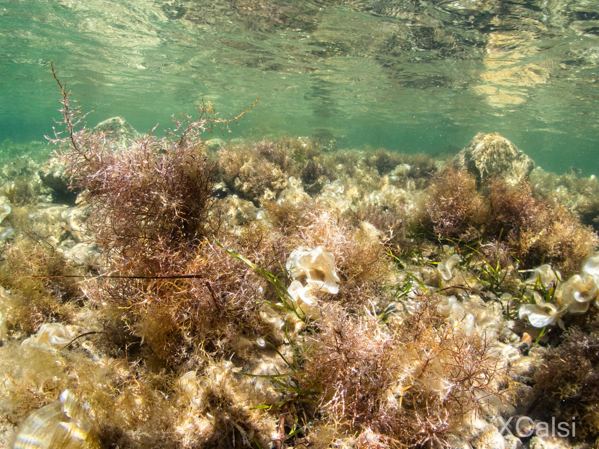 Thrilled to announce that the first paper of my PhD is now out!👇🏽👇🏽 We evaluated the recovery of species and functional diversity in a 10-year restored marine forest ➡️ doi.org/10.3389/fmars.…