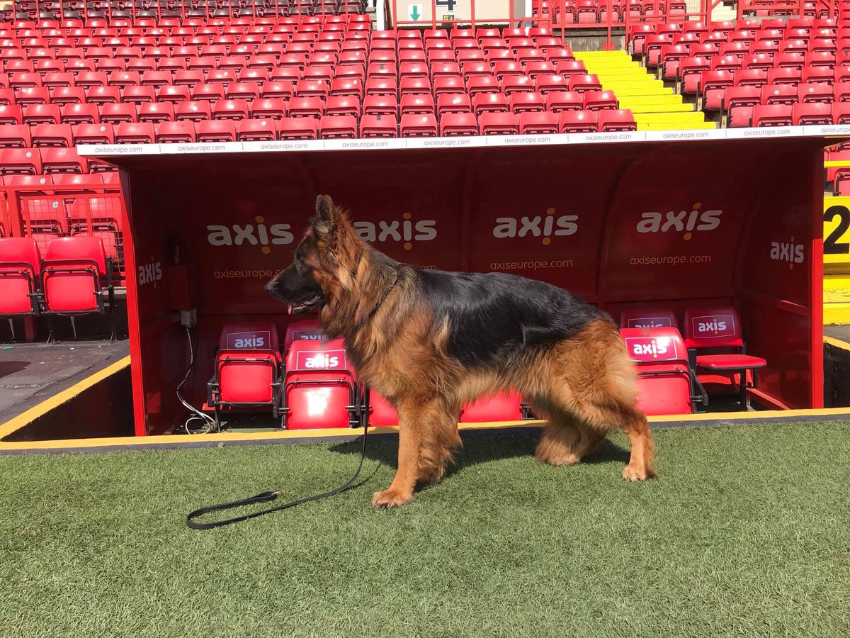 I will never apologise for trying to do something about the staff at #Cafc being bullied Doing nothing was never an option, in my own awkward way I wanted to make it stop, seems I’ve upset a few people along the way, sobeit. I’ll step away now I’m done with the club #Therapydogs