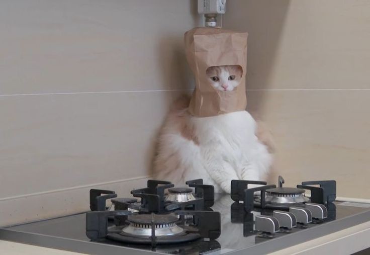 suhocottoni's tweet image. چرا همه مث لشکر یزید شدید کرکو پرام ریخت