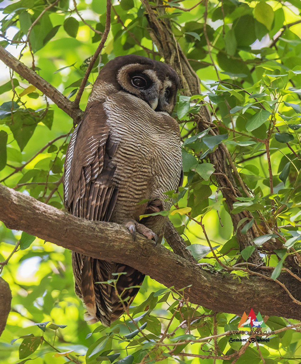 Brown Wood Owl #birding #birdphotography #BirdsSeenIn2023 #birds #natgeo #bbcearth #nikonphotography #Nikon #strabopixelclub #wildlife #TwitterNatureCommunity #BBCWildlifePOTD #camera #NatureBeauty #NaturePhotography #TwitterNatureCommunity #NatureLovers #IndiAves #NikonD850