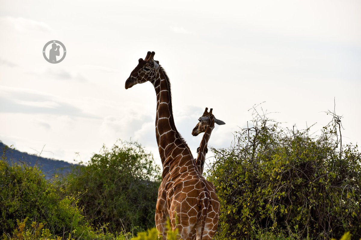 Happy Giraffe Friday.
Reticulated Giraffes.

Samburu National Reserve,Samburu County,Kenya.

#martowanjohiphotography #giraffefriday #giraffelove #safariswithmartowanjohi #safaris254 #tembeakenya #northernkenya #nikon #samburu #bdasafaris