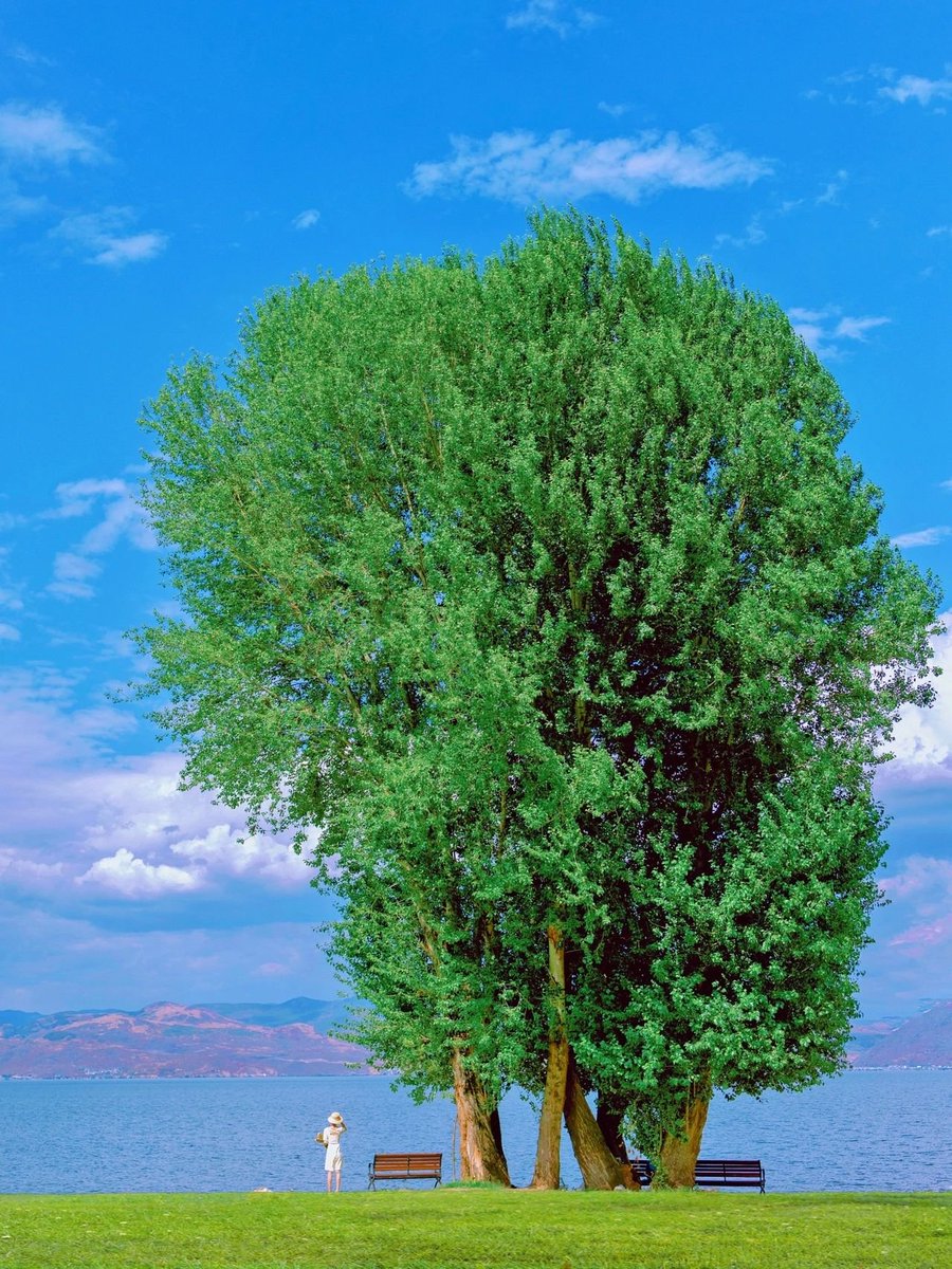 colangeloTest's tweet image. 