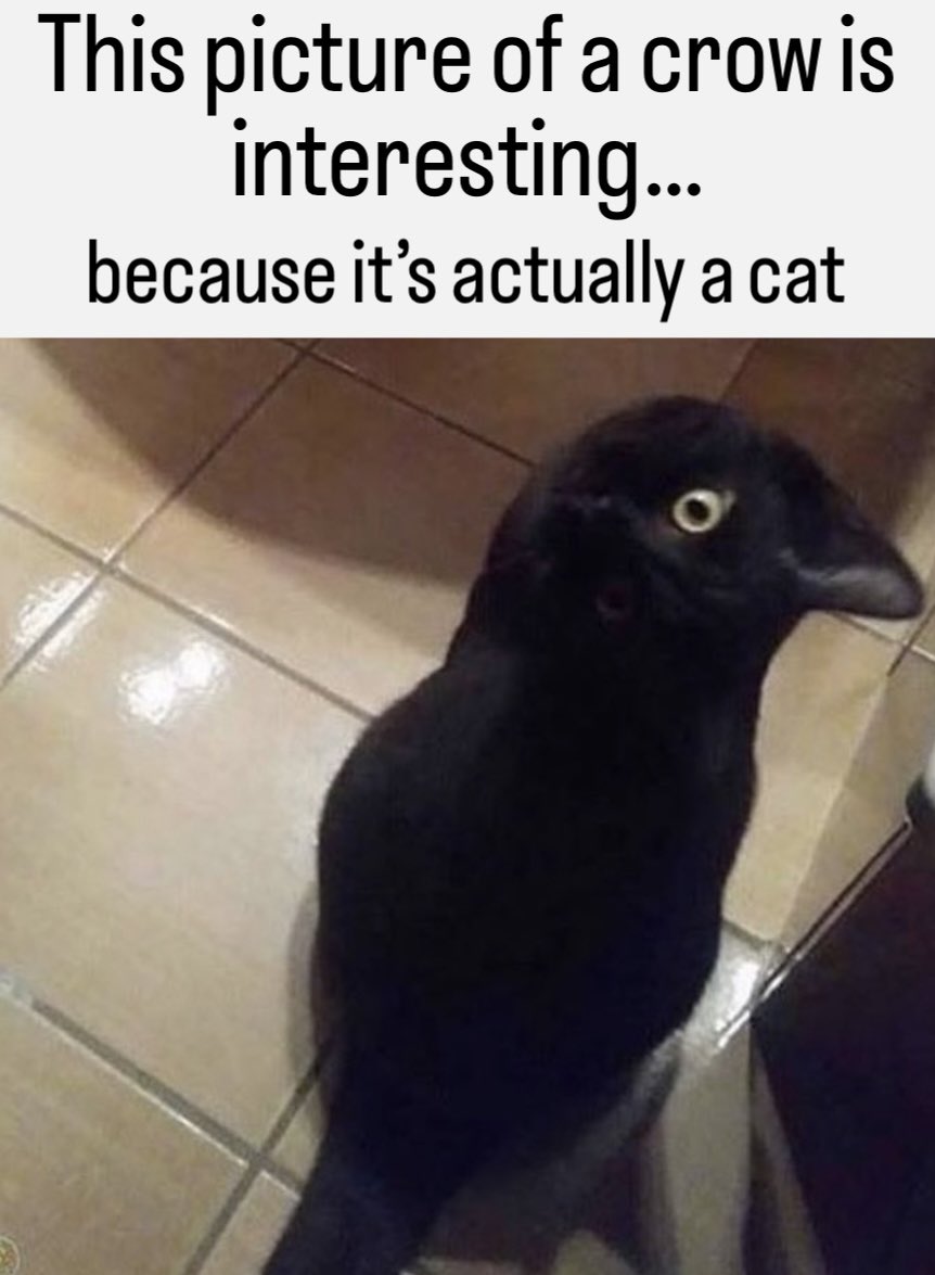 #crow #cat...