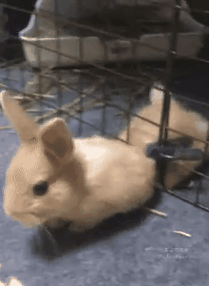 SookySayz's tweet photo. He's escaping. Don't let him free he WILL bite https://t.co/QASfBi9bxI