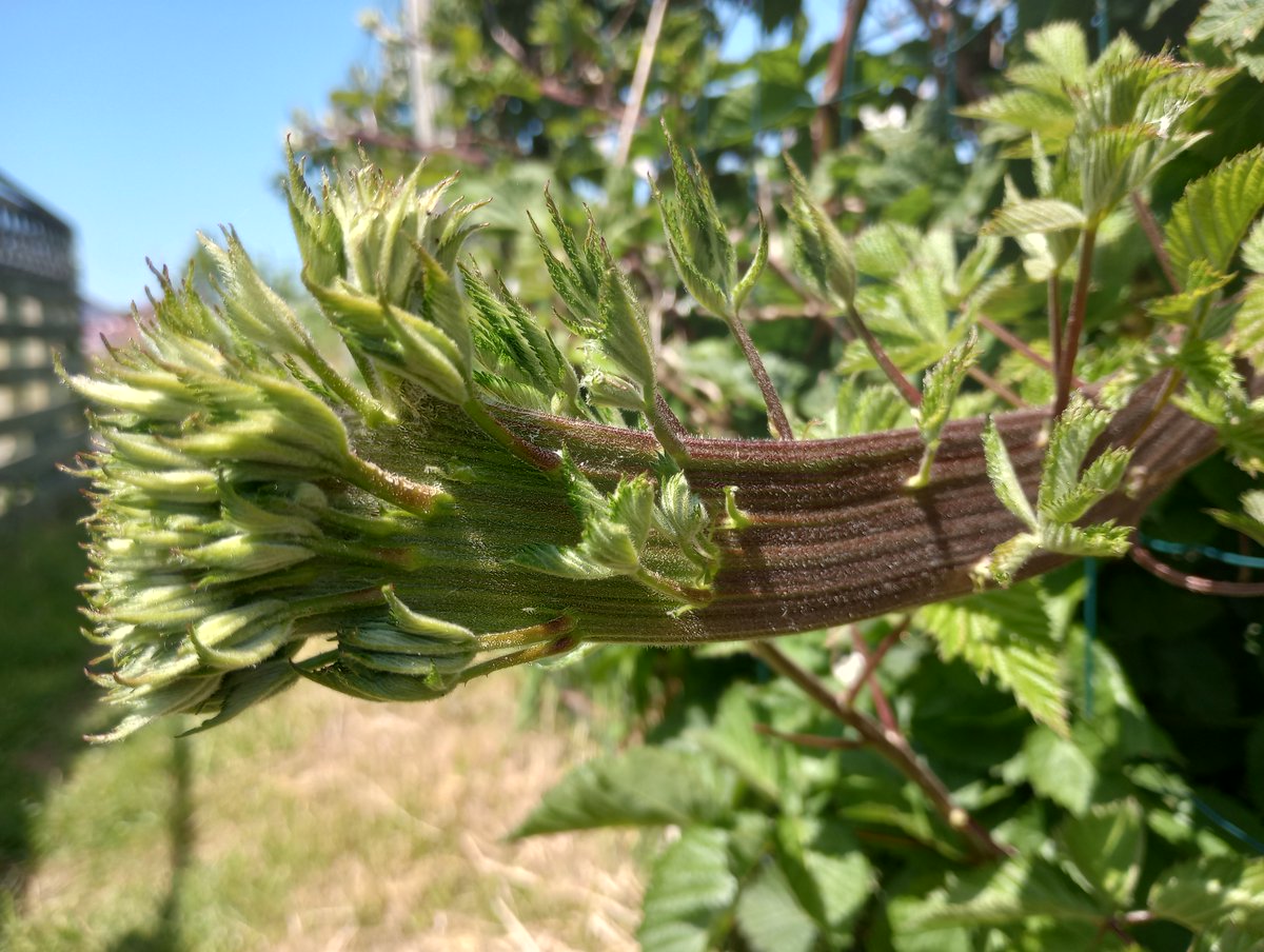 Fasciated Tayberry.  An odd condition indeed.

#Fasciation #Tayberry #Springwatch #TwitterNaturePhotography #allotments #wildflowerhour #mutation #ukplants