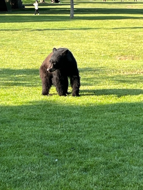 Out for Fish and Chips at Rocky Point #portmoody
this evening.  Unexpected guest showed up. 🙏 fish had not arrived. 😥
#NaturePhotography
#TwitterNaturePhotography 
#urbanwildlife
#rockypoint
#Bears  
#pajos