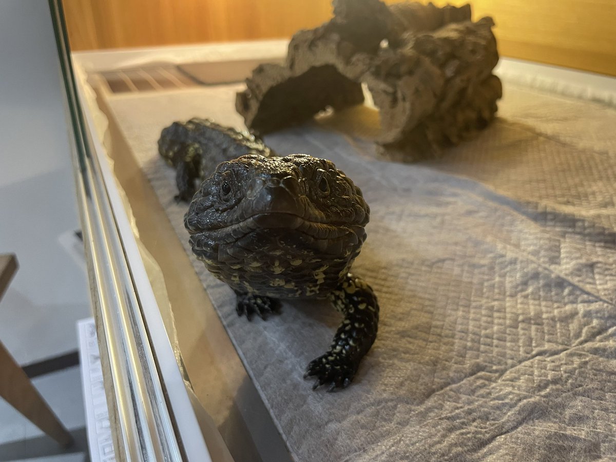 planb42018's tweet photo. テディ君来てから1年。
気持ち大きくなったかな?
514g→607g
マツカサはやっぱり可愛い。
#マツカサトカゲ
#Tiliquarugosaasper
#Shinglebacklizard
#SleepyLizard https://t.co/m12Rb5A6Aa