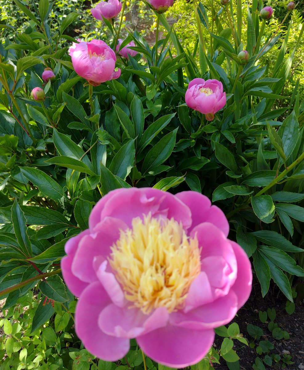 #Peonies pretty in pink along the Terraces @Ness_Gardens right here right now @MktgCheshire @VisitChester_ @GWmag