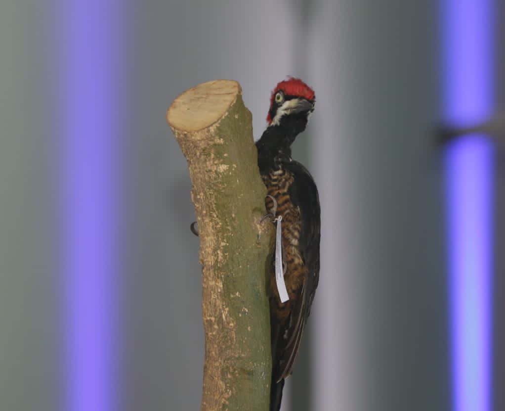 ElDatoEcua's tweet image. #Urgente ¡CHAO UNASUR. AHORA ES BIO DIVERSA!
Hoy se firmó el Decreto Ejecutivo con el cual se traspasó la administración del ex edificio de la UNASUR desde la Cancillería del Ecuador a @Ambiente_Ec, para la implementación del Centro #BioDiversa.