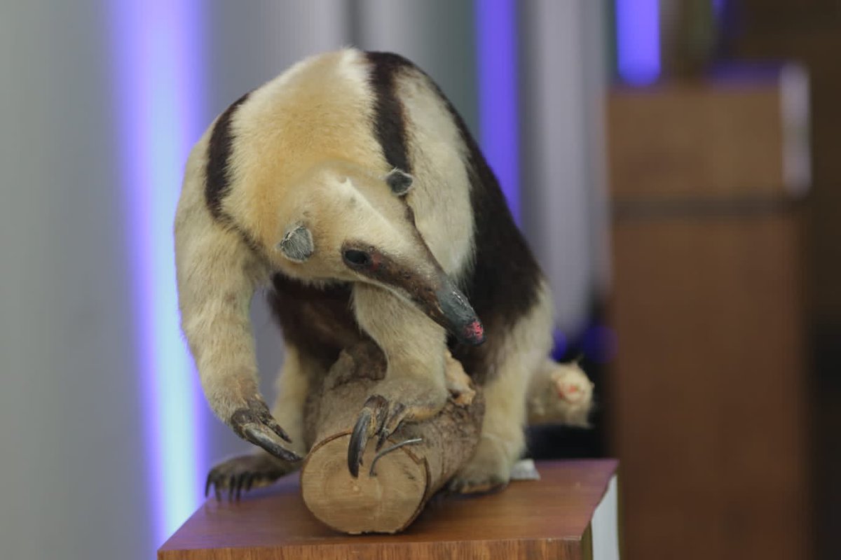 ElDatoEcua's tweet image. #Urgente ¡CHAO UNASUR. AHORA ES BIO DIVERSA!
Hoy se firmó el Decreto Ejecutivo con el cual se traspasó la administración del ex edificio de la UNASUR desde la Cancillería del Ecuador a @Ambiente_Ec, para la implementación del Centro #BioDiversa.