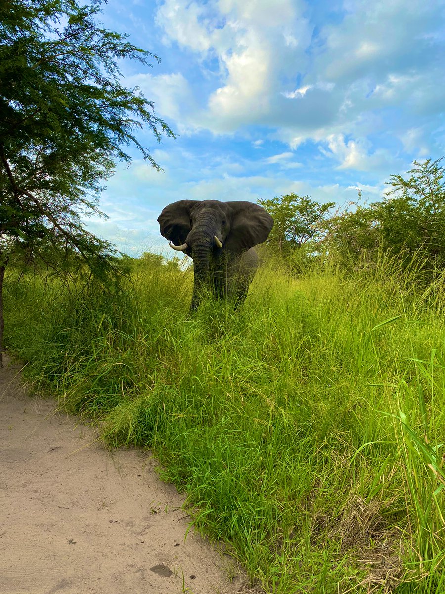 MISSTOURISM2022's tweet photo. Murchison falls national park is known to being home to over 76 mammal species. And for my case, I’m so glad to have woken up to this beautiful African elephant just outside my room. Just learned that when you bow down to an elephant, it can’t harm you. “Respect” #ExploreNorth https://t.co/QT5jSmSsPh