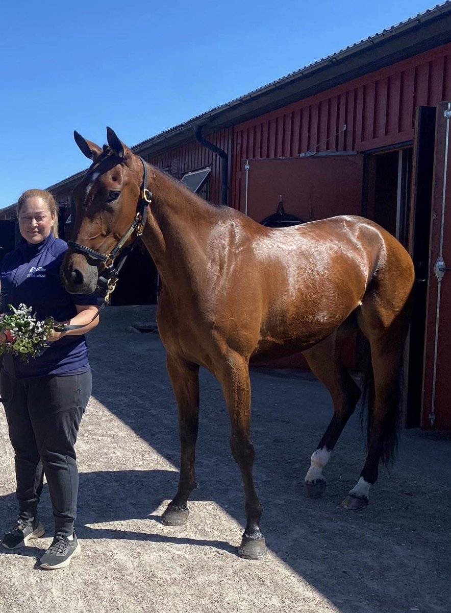 Andra segern 🥇 i sjätte starten på Årjängstravet i tisdags för 3-åriga BE BRIGHTER ZON (Maharajah-Legoholm Zon)
Stort Grattis till hela @Stall_Eklundh  och ägaren Malmbergs Elektriska AB 🔌💡#långerudsgård