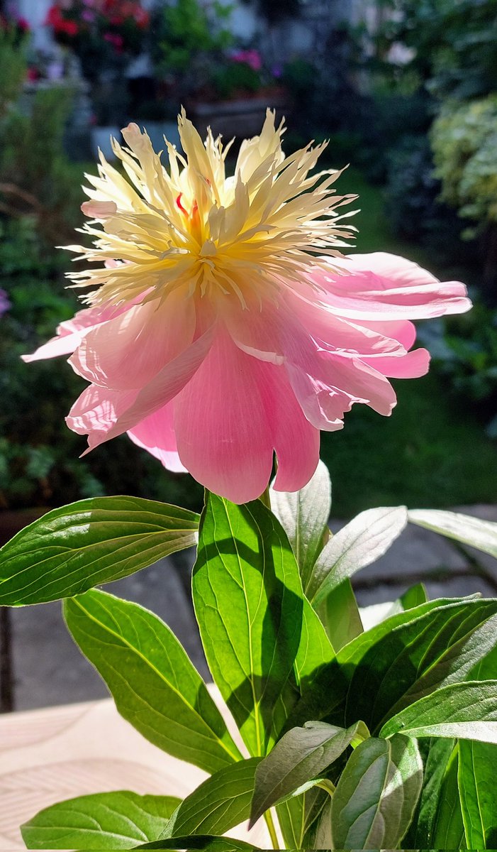 #CarsoMagnifico

Oggi...
colazione con peonia

NaturaViva al 100%

@DiscoverTrieste @regioneFVGit @FVGlive @somewherefvg @Ipocontro @yrmaysy @stregapoeta @Amfortas @patrizia_fonda @ANGELACHIDDEMI @Amfortas @Rus_Tego @CiriSince1978 @adriawildlife @pauligurize @Mario16604832 @gmdb