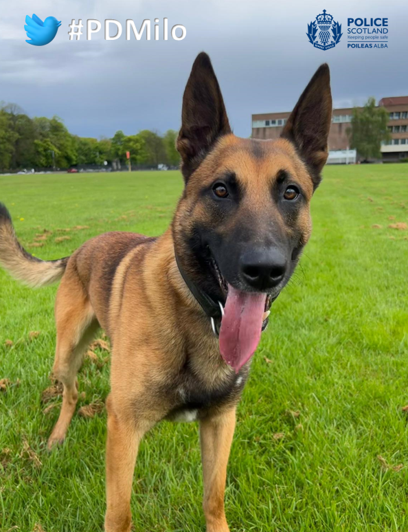 PSOSDogs's tweet photo. When 2 houses were broken into in Colinton, @PSOSEdinburgh called #PDMilo &amp; #S328. They tracked a suspect towards the Water of Leith, where Milo got a sniff of him across the river. Not wanting him to escape, the pair waded across &amp; arrested him. Great work!

#MiloDoesntNeedALilo https://t.co/Lm4jk2u50u