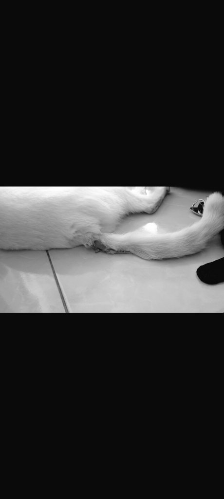 archvv's tweet photo. @amethyrasu @kochengfs kucingku jg pernah pecah abses parah kaya gini kak, yg di ekor gabisa dijahit, yg foto kanan milih buat dirawat sendiri dirumah, sm drh langganan disuruh rajin bersihin pake rivanol trs pake salep bioplacenton, krn yg kanan lukanya lebar jadi abis 2 salep baru nutup lukanya https://t.co/A8li4RCTEd