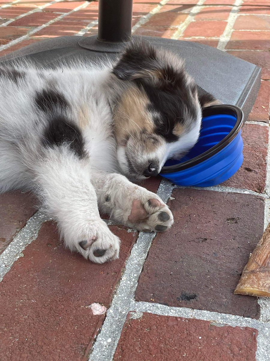 camomilletomate's tweet photo. @nelia_keciri https://t.co/7MU9BGUVmQ