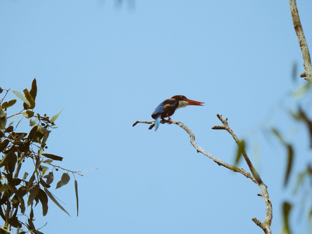 mygeograph82328's tweet photo. #kingfishers 
#Shantiniketan 
#Bolpur 
#Sonajhuri_forest 
#Indian_birds 
White Throated #kingfishers 
#nikonphotography 
#NaturePhotography 
#birdphotography 
#my_Geography ®uben https://t.co/qRkFFkcB2U