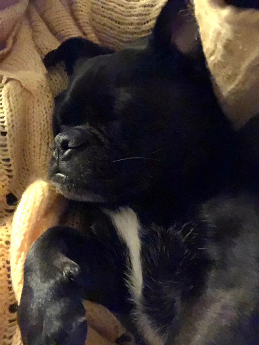 oreo_carpenter's tweet photo. Snooze time 

#snooze #nap #snoozetime #snoozenap #naptime #nannanap #nannasnooze https://t.co/VSS4uTRoYQ