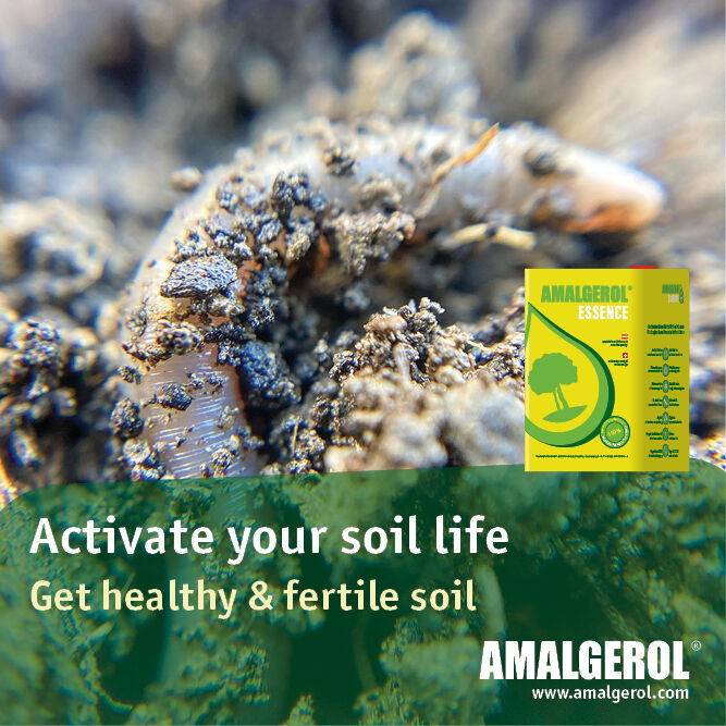 #soilimprovement #soillife
This is your strong team 💪
Together you will activate your soil life and improve the soil structure.
How can AMALGEROL help?
💧 Make sure the soil is loose with AMALGEROL. So that earthworms can work loosely in it.

#soil #biostimulant #amalgerol 💪🌱