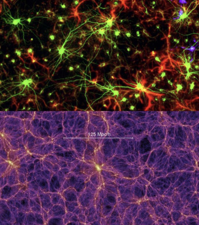 Wist je dat het heelal merkwaardige overeenkomsten vertoont met de hersenen? Weet jij welke van deze afbeeldingen een computermodel van sterrenstelsels is, en welke de hersencellen zijn? Houd de volgende FunFactFriday in de gaten voor het antwoord! #funfactfriday