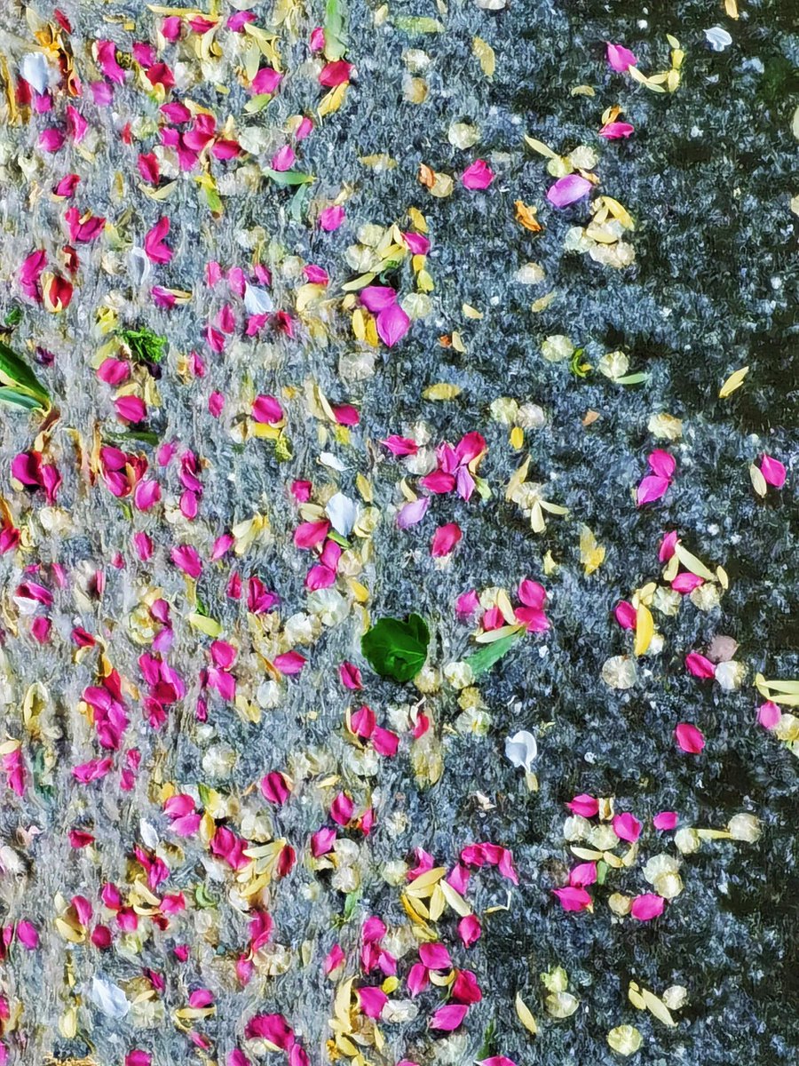 Waterway paved with petals
#scenery
#travel
#Photography