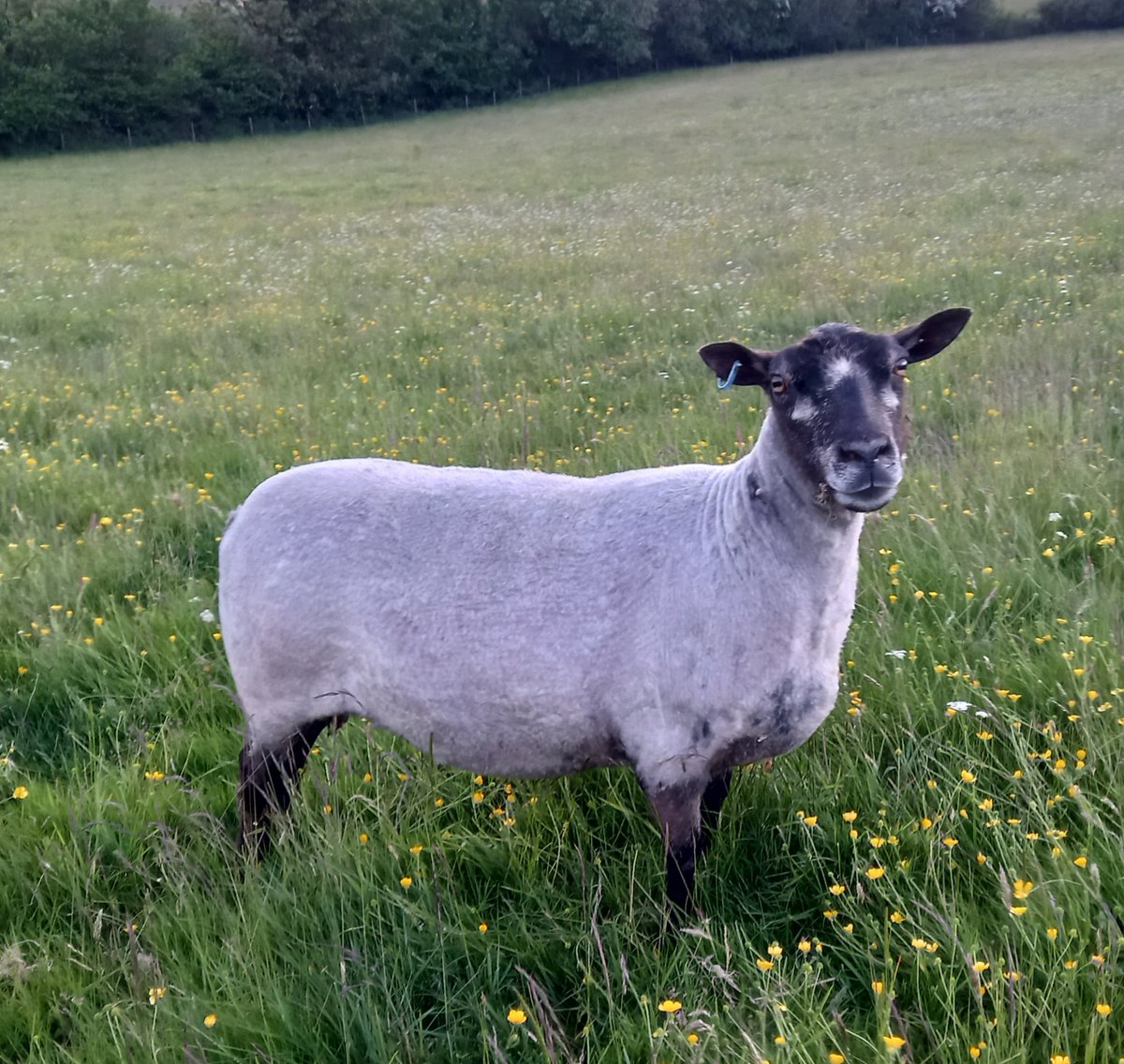 The ever gorgeous Blue looking very cool after her shear 💖

#animalsanctuary #sheep365 #sheep #shearingtime #shearing2023 #wool 
#nonprofit #Amazonwishlist #foreverhome #animallovers #gotlandcross