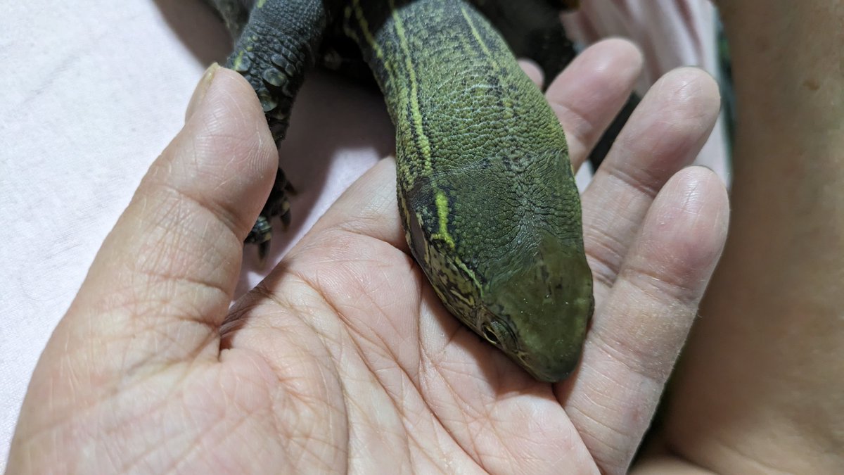 めっちゃ飼い主の手の匂いを嗅いでくるテンちゃん🤣
なんの確認ですか（笑）