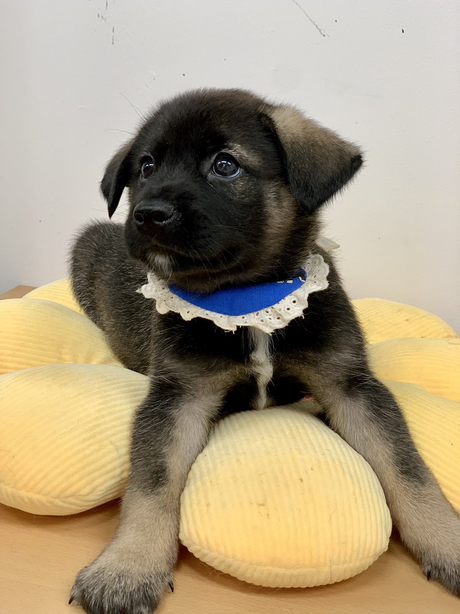 익명(前광주보호소 익명) tweet media