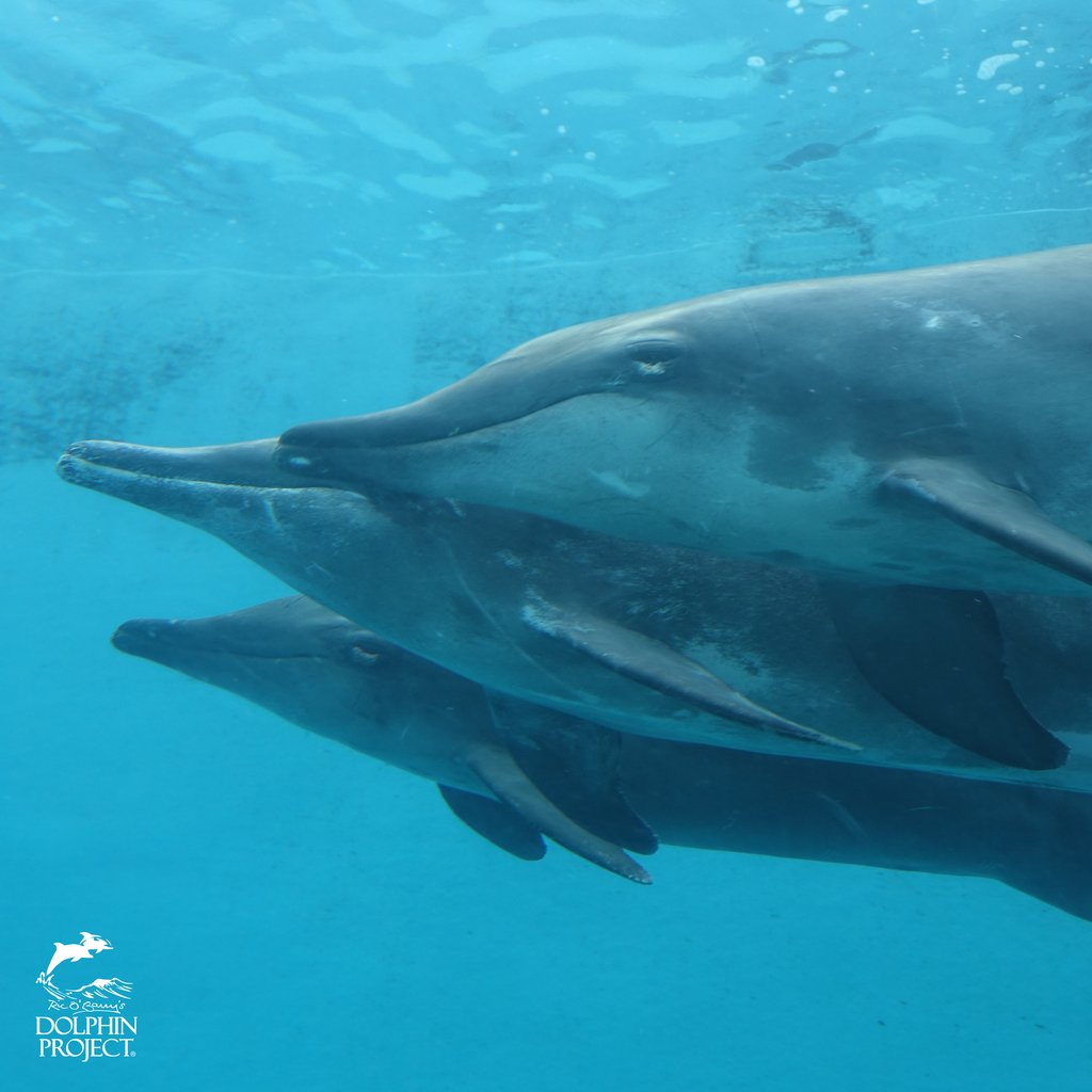 Rough-toothed dolphins spend their days in deep water where they're able to explore under the surface on their 15 min breath hold! In captivity, they're stuck swimming around and around.
#DontBuyATicket to see captive dolphins. Take the pledge: bit.ly/TakeTheDolphin…
