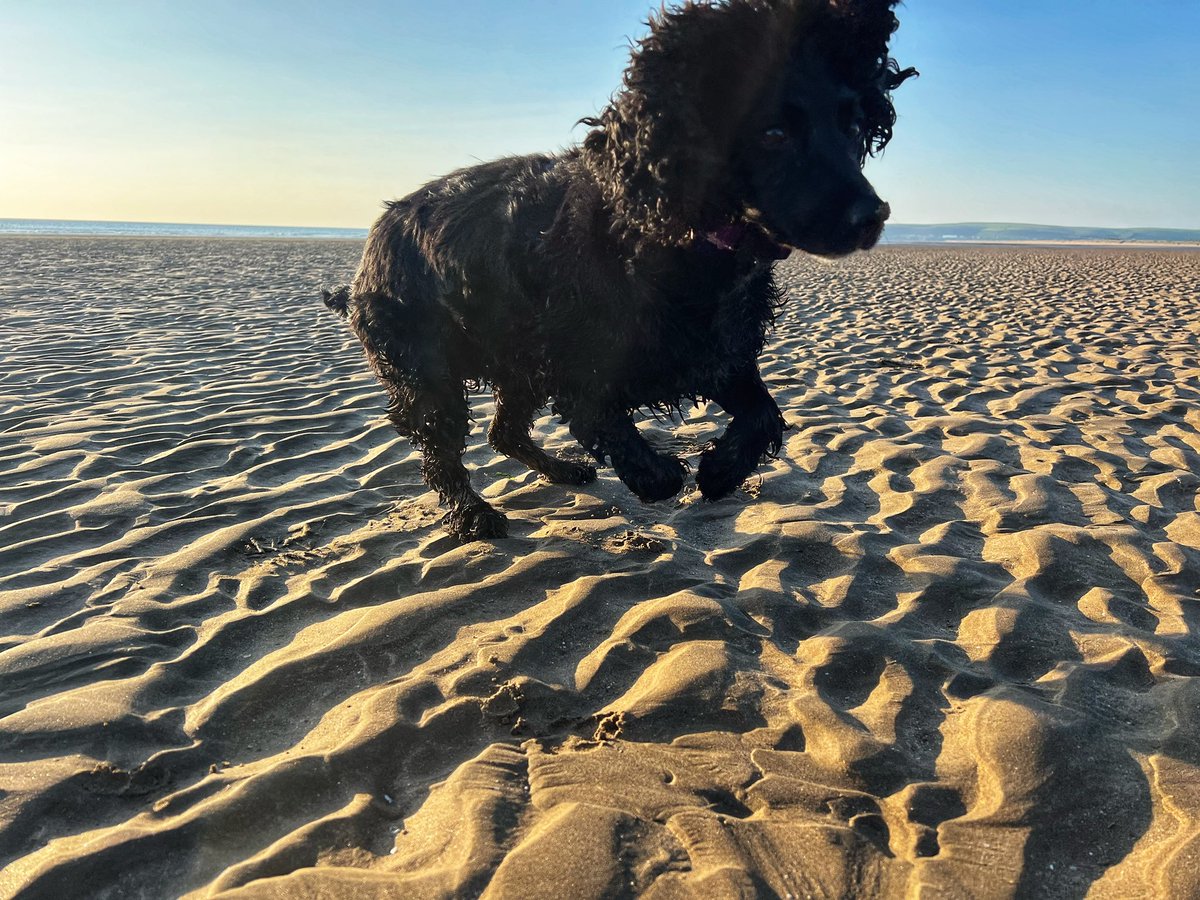 Hobbes is happy that it’s Friday!🐾

#northdevon #picoftheday #NDBBP #north_devon #visitdevon #lovedevon #springindevon #devongin #bideford #distilledinbideford #atlanticspiritgin #spiritofnorthdevon