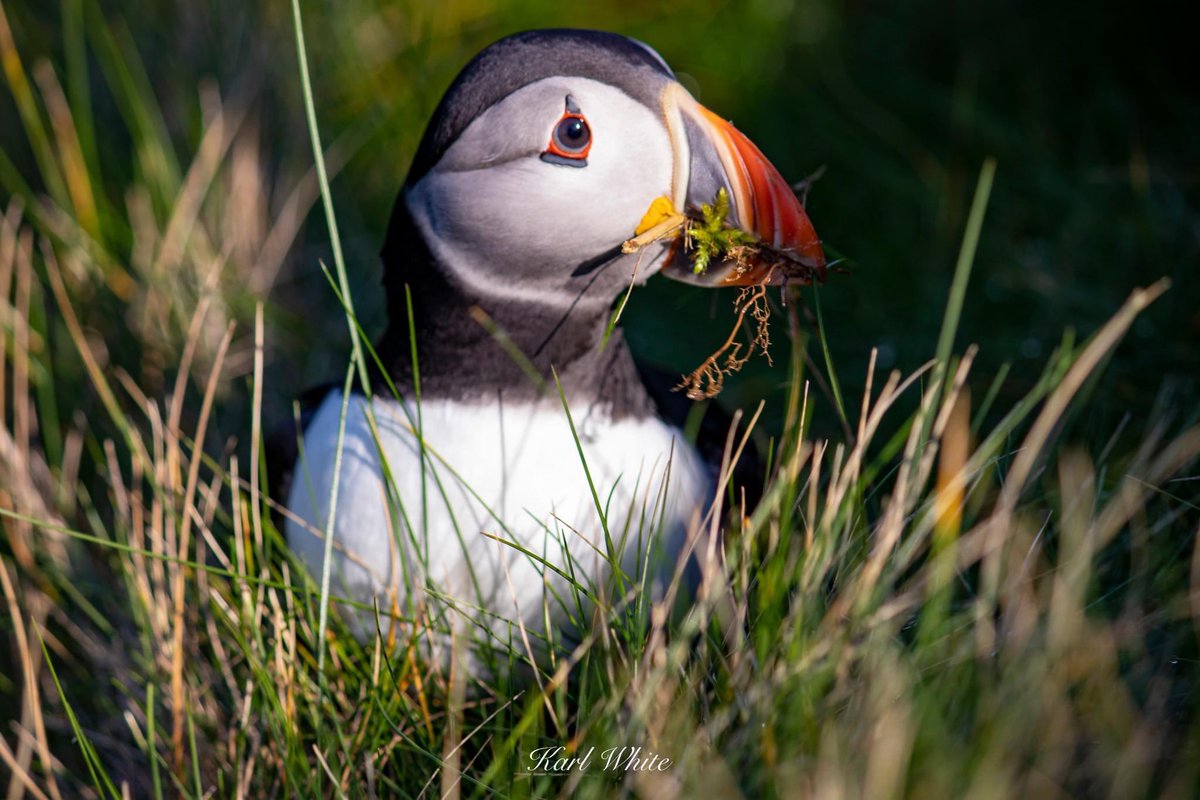 Chalkster's tweet photo. #springwatch https://t.co/NrlCW8iVXu