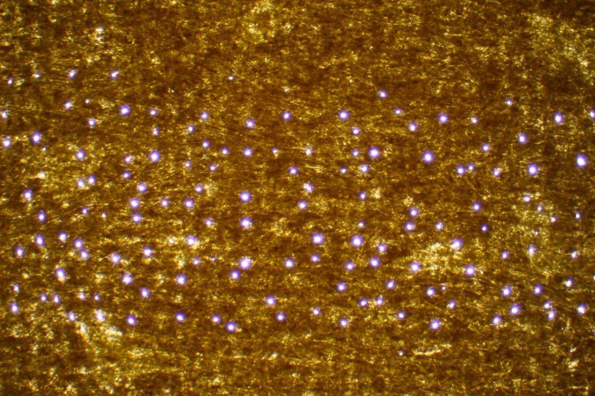 Wanda de Kanter tweet media