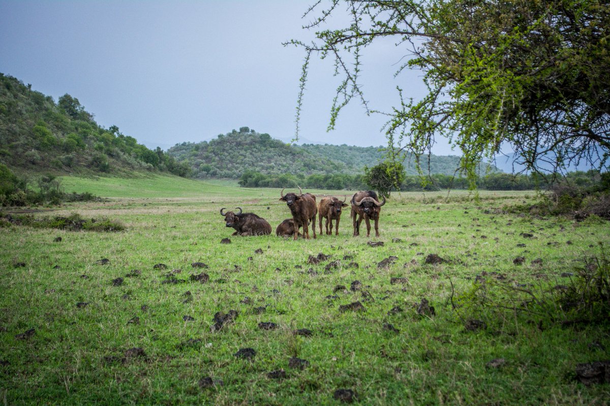 Unleash Your Wild Side: Experience Kenya's Wildlife with Savage Wilderness
#SavageWilderness #WildlifeSafari #KenyaAdventures #NatureExploration #UntamedBeauty #WildlifeEncounters #SafariExperiences #WildernessWonders #WildlifeWonderland #KenyaWildlife