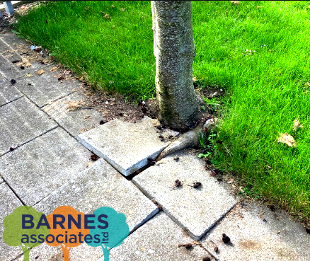 BarnesAssocLtd's tweet image. Here we have a poorly placed tree creating problems for one of our Clients. 

Just a little snippet of what our week has looked like, See you Monday! 💚🧡💙

#barnesassociates #arbthings #treeassesment #roots