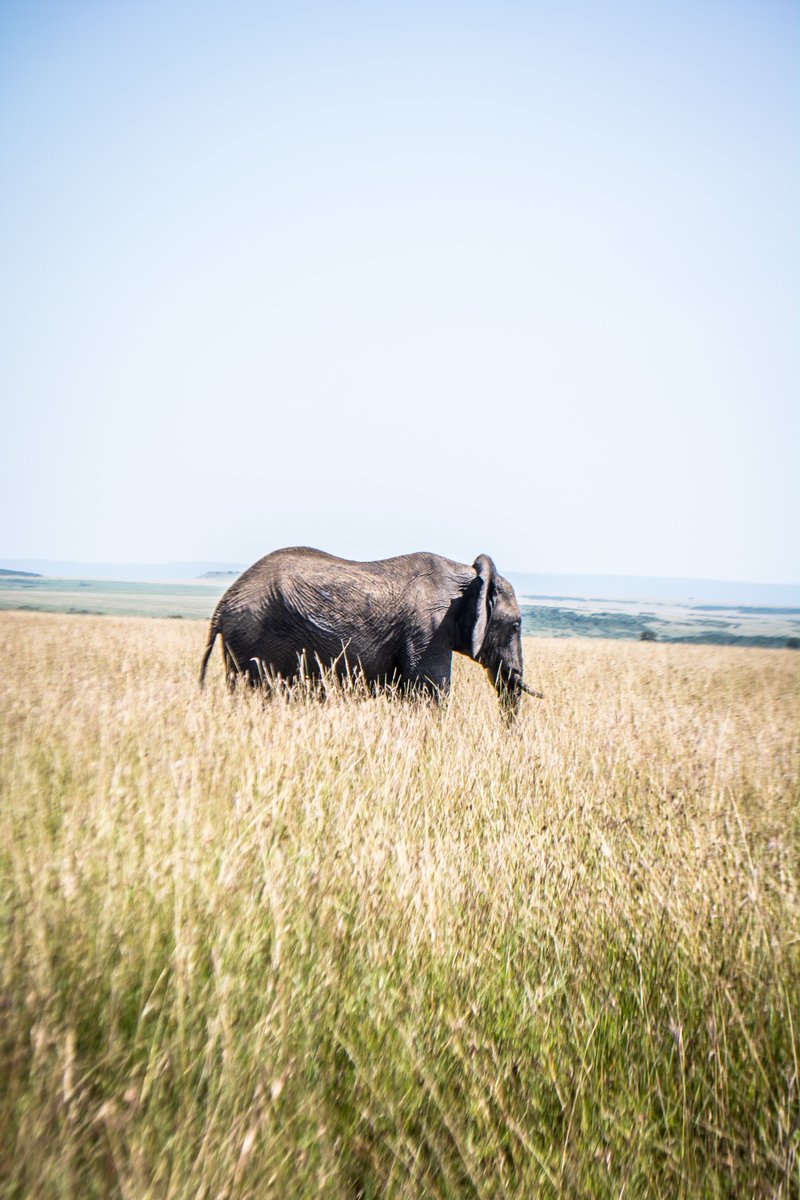 Witness the Majestic Wildlife of Kenya: Safari Adventures with Savage Wilderness
#SavageWilderness #WildlifeSafari #KenyaAdventures #NatureExploration #UntamedBeauty #WildlifeEncounters #SafariExperiences #WildernessWonders #WildlifeWonderland #KenyaWildlife