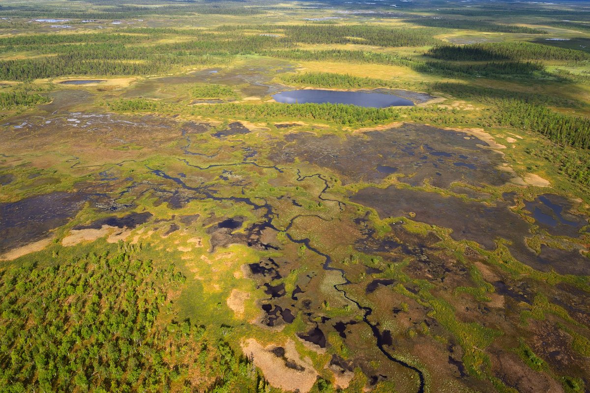 Today we celebrate #peatlands! 💦

These amazing ecoystems
💡 are a #ClimateSolution: #rewetting = 🆙 #carbonstorage big time!
🐍 harbour great #biodiversity
💧 regulate water flow
🦅 support #NatureBased economies

#WorldPeatlandsDay

📷 Diego López / @Swidstrand / @nelleke1910