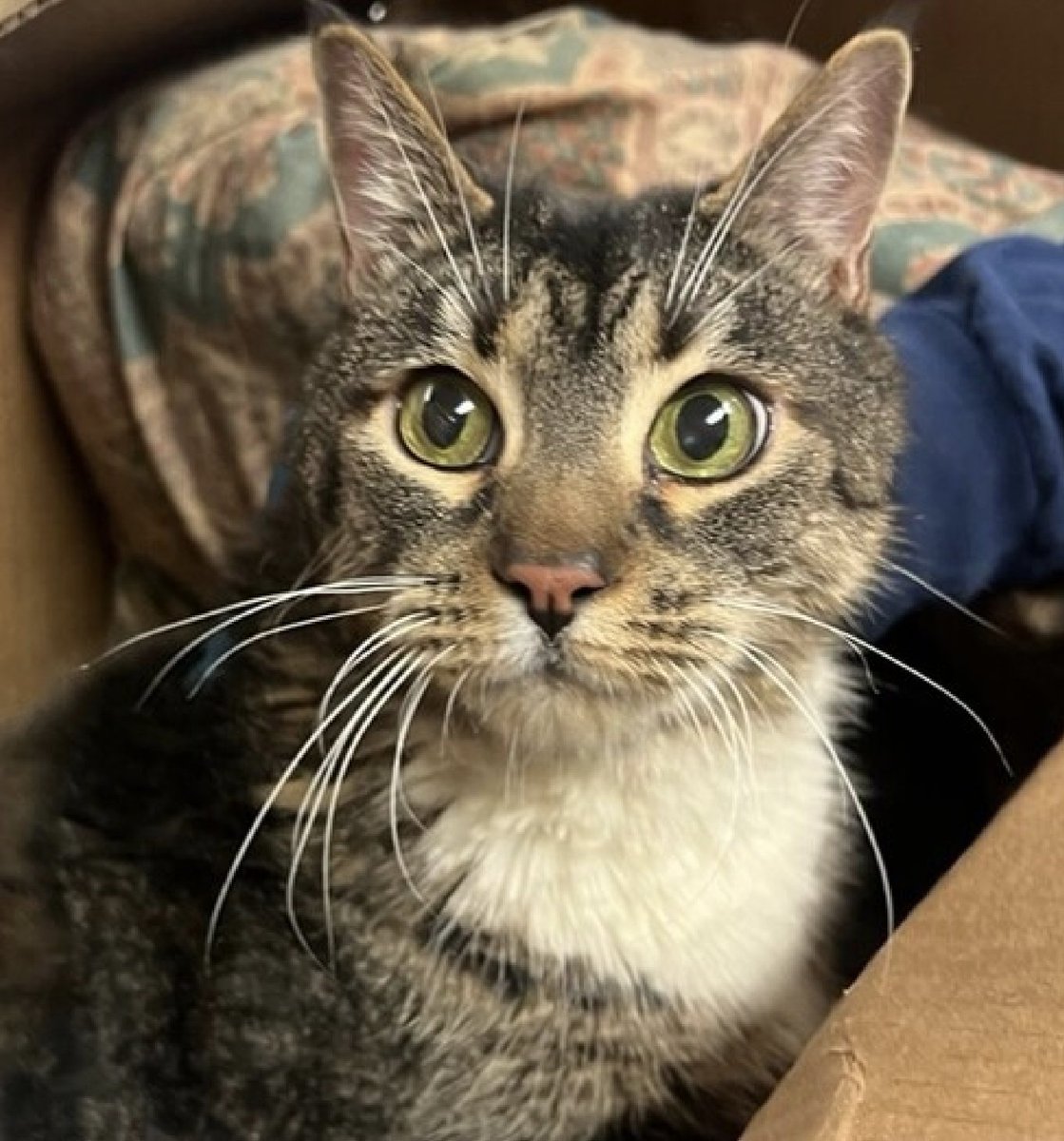 newhope.shelterbuddy.com/Animal/Profile…
🆘️Bolo🆘️
(4TH CHANCE)
TBD 6/3/23 at 12PM
Bolo is a beautiful
affectionate boy💗
12 Years Young!
Dumped by Owner
b/c Aggressive?
(Shelter staff says
he's a sweetheart)
Has URI💔
Save Bolo🆘️
Adopt/Foster/Pledge
He could DIE Saturday
#SaveMe #NYC🆘️