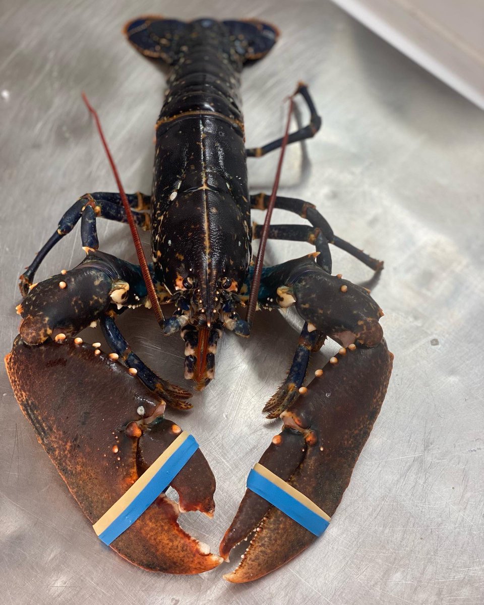 Morecambe Bay Lobsters available today