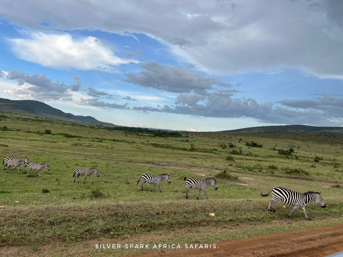 Zebra Crossing at Maasai Mara National Reserve
📸  Zebra 
#Kenya #gamedrive #wildebeestmigration #maasaimara #travelguides #SilverSparkAfrica  #instatravel #travelgram #traveling #Safaritours #Safariworld #Wildbeestmigration #Vaccation #canonphotography #nature  #TembeaKenya