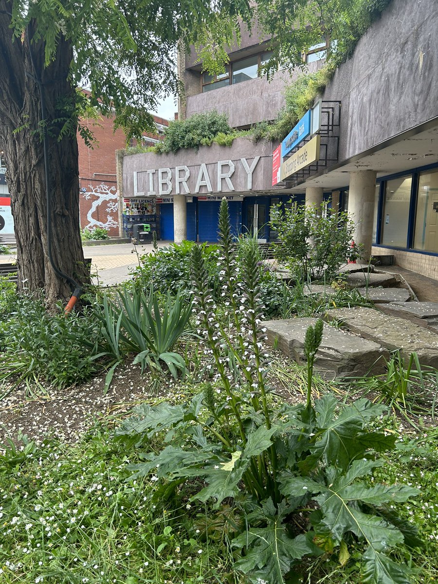 The Library Garden on Wood Green High Road 🌱🌿 #NationalParkCity #LibraryGarden