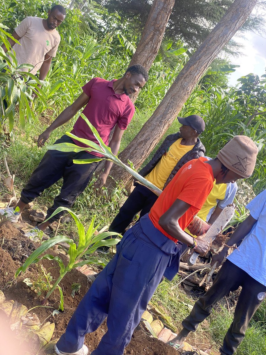 kenya_mchuzi's tweet photo. @MK_Omarke was the true MVP dropping some indigenous knowledge on all of us. So glad the shamba brought us all closer in spirit. Part II coming soon! #syntropic #agroforestry #regeneration #urbanfarming https://t.co/fUlFwFVsDS