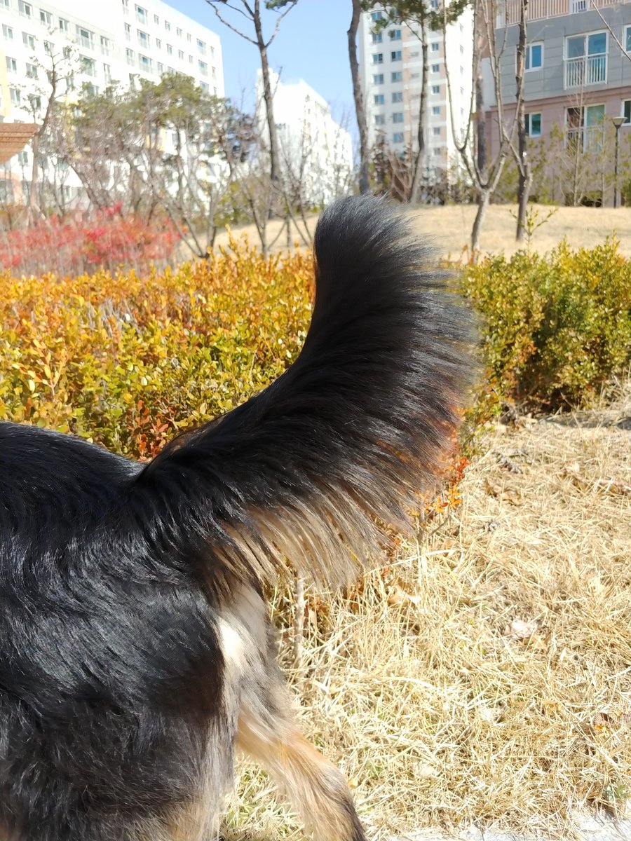 ShumiTommy's tweet photo. @zzajang_bumbuk 🐕칭구 안노옹 https://t.co/WMMltT0Htz