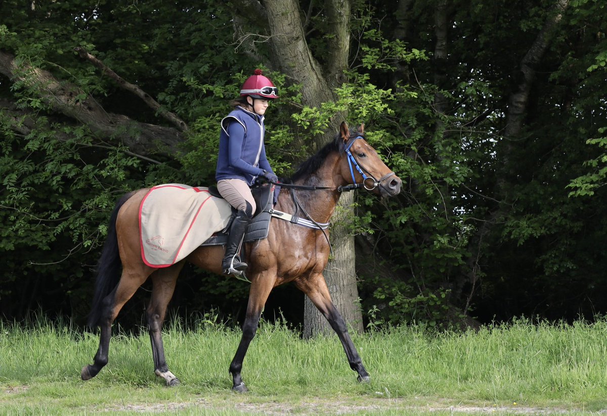 🅡🅤🅝🅝🅔🅡 - Majestic Newlaw makes his three-year-old debut at @DoncasterRaces today in the 7f Handicap at 17:05. Jockey @Rossaryan15 is in the saddle for @whatcomberacing. 

Best of luck to his owners! 🤞🏼 

#OpulenceThoroughbreds