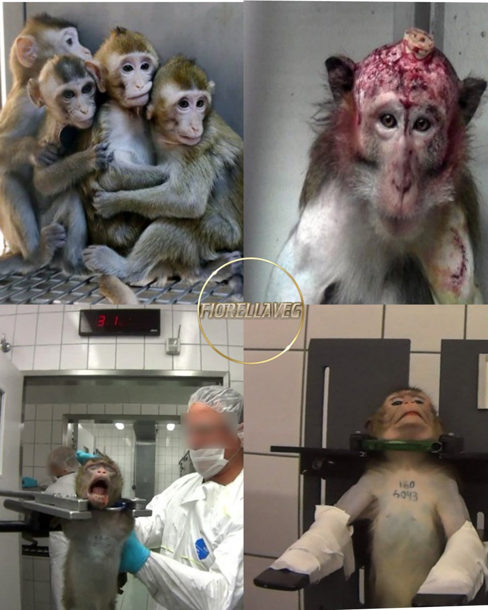 Le scimmie nei laboratori sono affamate, trattenute, gli oggetti vengono avvitati nelle loro teste, infettate da malattie... Anche se un prodotto le ha uccise, può comunque essere commercializzato ai consumatori Scegli i prodotti Cruelty Free GoVegan🌎🌱 #AnimalRights #GoVegan